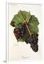 Gougenot Grape-J. Troncy-Framed Giclee Print