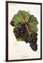 Gougenot Grape-J. Troncy-Framed Giclee Print