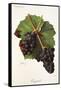 Gougenot Grape-J. Troncy-Framed Stretched Canvas