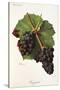 Gougenot Grape-J. Troncy-Stretched Canvas