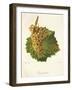 Gouget Blanc Grape-J. Troncy-Framed Giclee Print