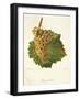 Gouget Blanc Grape-J. Troncy-Framed Giclee Print