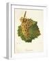 Gouget Blanc Grape-J. Troncy-Framed Giclee Print