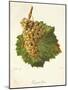 Gouget Blanc Grape-J. Troncy-Mounted Giclee Print