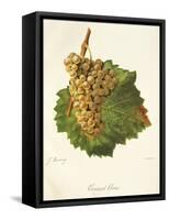 Gouget Blanc Grape-J. Troncy-Framed Stretched Canvas