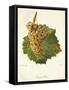 Gouget Blanc Grape-J. Troncy-Framed Stretched Canvas