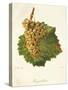 Gouget Blanc Grape-J. Troncy-Stretched Canvas