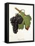 Gouget Noir Grape-J. Troncy-Framed Stretched Canvas