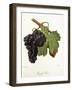 Gouget Noir Grape-J. Troncy-Framed Giclee Print