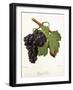 Gouget Noir Grape-J. Troncy-Framed Giclee Print