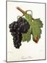Gouget Noir Grape-J. Troncy-Mounted Giclee Print