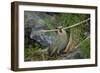 Gough Island bunting gathering nesting material. Gough Island, South Atlantic-Tui De Roy-Framed Photographic Print