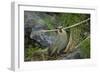 Gough Island bunting gathering nesting material. Gough Island, South Atlantic-Tui De Roy-Framed Photographic Print