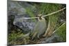 Gough Island bunting gathering nesting material. Gough Island, South Atlantic-Tui De Roy-Mounted Photographic Print