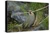 Gough Island bunting gathering nesting material. Gough Island, South Atlantic-Tui De Roy-Stretched Canvas