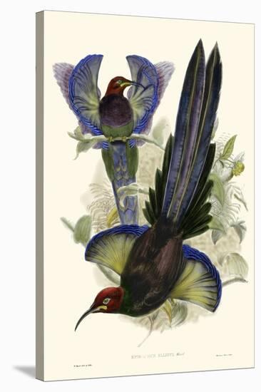 Gould Bird of Paradise III-John Gould-Stretched Canvas