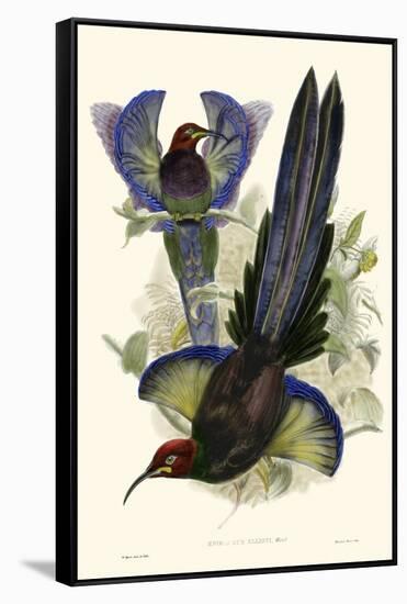 Gould Bird of Paradise III-John Gould-Framed Stretched Canvas