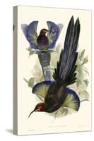 Gould Bird of Paradise III-John Gould-Stretched Canvas