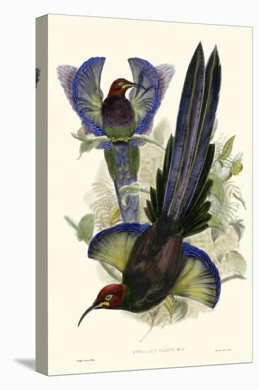 Gould Bird of Paradise III-John Gould-Stretched Canvas