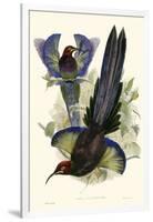 Gould Bird of Paradise III-John Gould-Framed Art Print