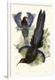 Gould Bird of Paradise III-John Gould-Framed Art Print