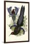 Gould Bird of Paradise III-John Gould-Framed Art Print