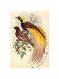 Phasianus Colchicus (Ring-Necked Pheasant), Colored Lithograph-Gould & Hart-Framed Stretched Canvas