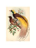 Phasianus Colchicus (Ring-Necked Pheasant), Colored Lithograph-Gould & Hart-Framed Giclee Print