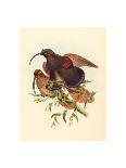 Phasianus Colchicus (Ring-Necked Pheasant), Colored Lithograph-Gould & Hart-Framed Stretched Canvas