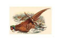 Phasianus Colchicus (Ring-Necked Pheasant), Colored Lithograph-Gould & Hart-Framed Stretched Canvas