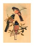 Phasianus Colchicus (Ring-Necked Pheasant), Colored Lithograph-Gould & Hart-Mounted Giclee Print