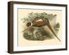 Gould Pheasants II-John Gould-Framed Art Print