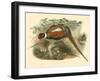 Gould Pheasants II-John Gould-Framed Art Print