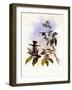 Gould's Coquette, Lophornis Gouldi-John Gould-Framed Giclee Print