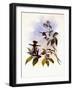 Gould's Coquette, Lophornis Gouldi-John Gould-Framed Giclee Print