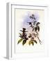 Gould's Coquette, Lophornis Gouldi-John Gould-Framed Giclee Print