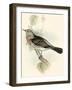 Gould's Fieldfare-John Gould-Framed Art Print