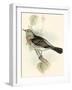 Gould's Fieldfare-John Gould-Framed Art Print