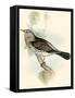 Gould's Fieldfare-John Gould-Framed Stretched Canvas