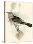 Gould's Fieldfare-John Gould-Stretched Canvas