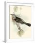 Gould's Fieldfare-John Gould-Framed Art Print