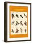 Gould Trogon Poster-John Gould-Framed Art Print