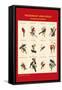 Gould Trogon Poster-John Gould-Framed Stretched Canvas