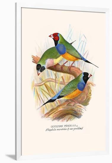 Gouldian Finch, Black Headed and Red Headed-F.w. Frohawk-Framed Art Print