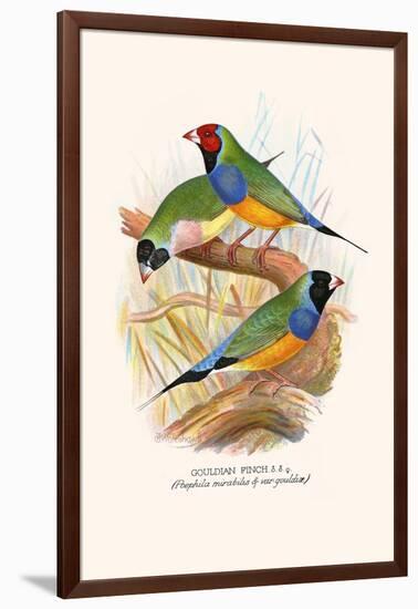 Gouldian Finch, Black Headed and Red Headed-F.w. Frohawk-Framed Art Print