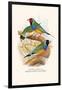 Gouldian Finch, Black Headed and Red Headed-F.w. Frohawk-Framed Art Print