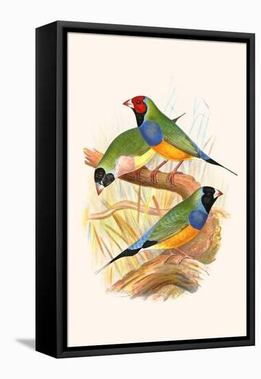 Gouldian Finch, Black Headed and Red Headed-F.w. Frohawk-Framed Stretched Canvas