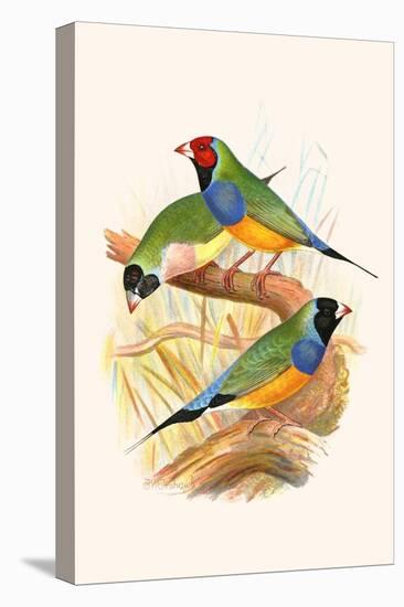 Gouldian Finch, Black Headed and Red Headed-F.w. Frohawk-Stretched Canvas