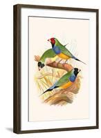 Gouldian Finch, Black Headed and Red Headed-F.w. Frohawk-Framed Art Print