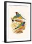 Gouldian Finch, Black Headed and Red Headed-F.w. Frohawk-Framed Art Print